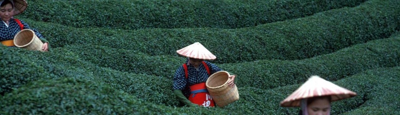 tea pickersrecort.jpg